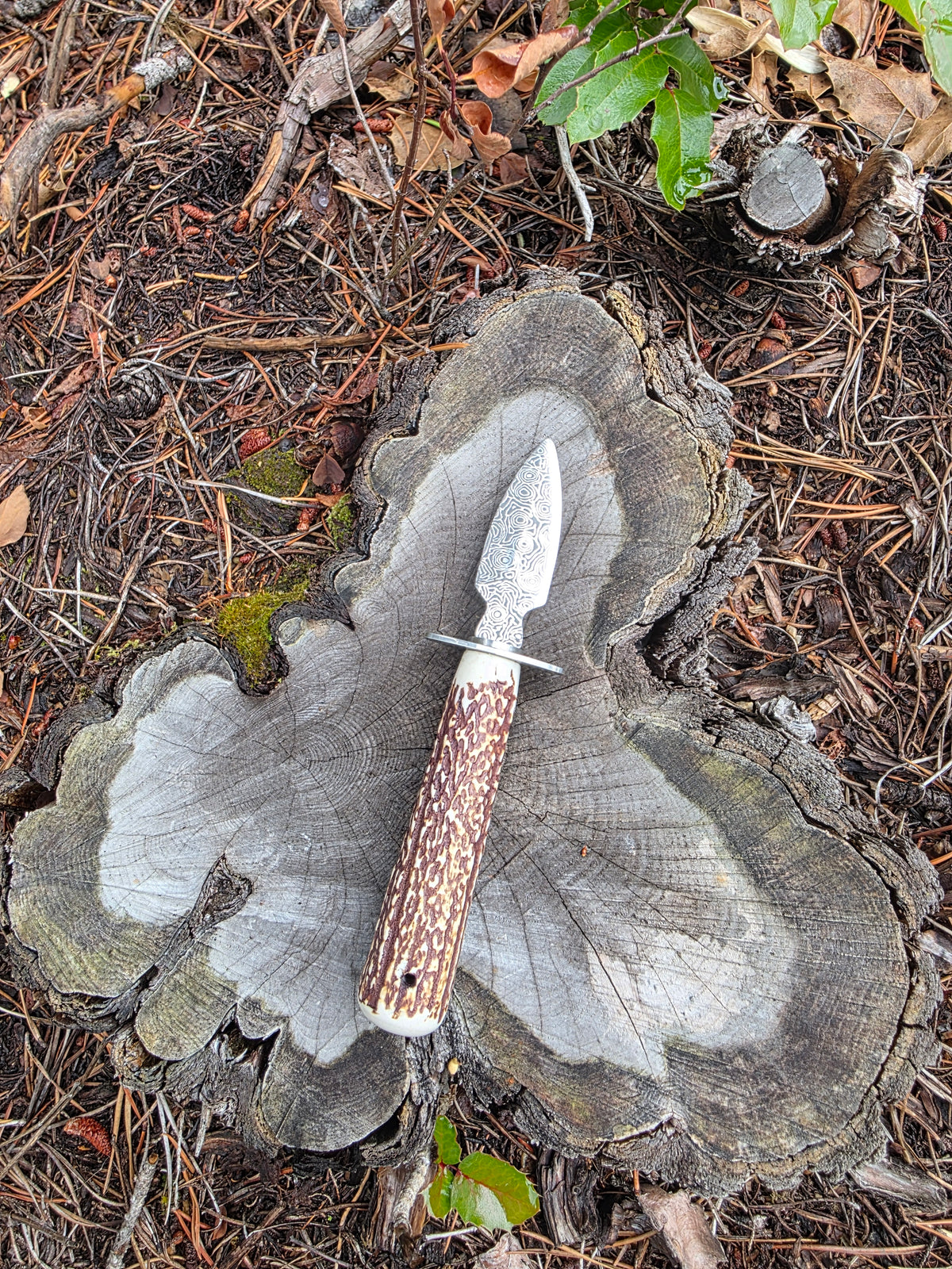 Field & Forage Antler Oyster Shucker