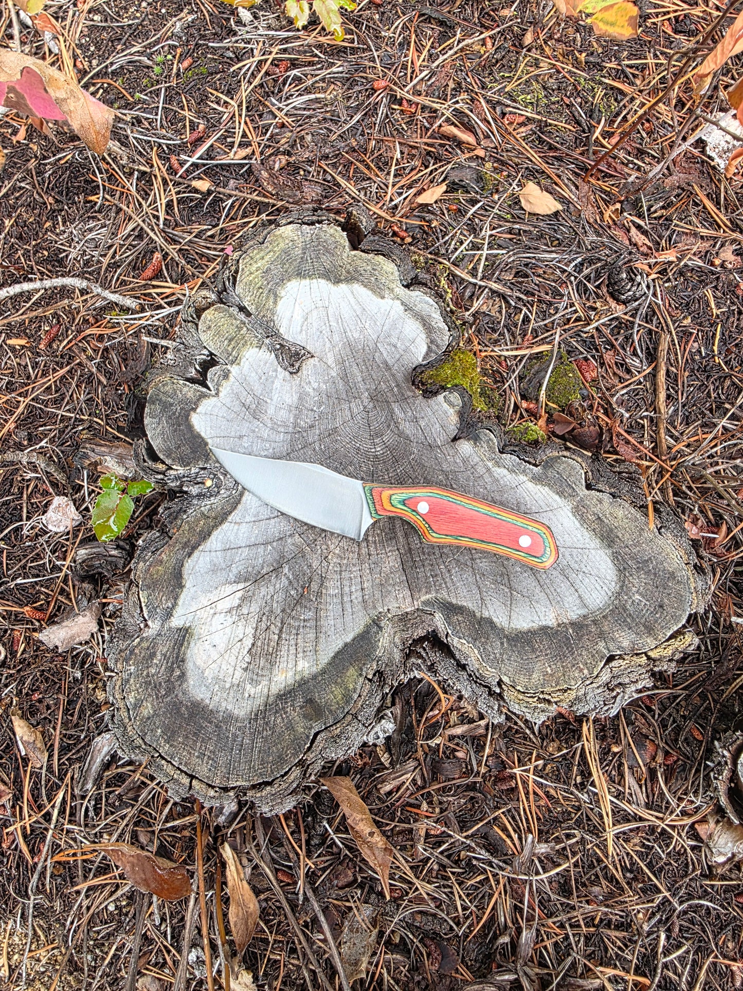 Field & Forage Compact Fixed-Blade Knife
