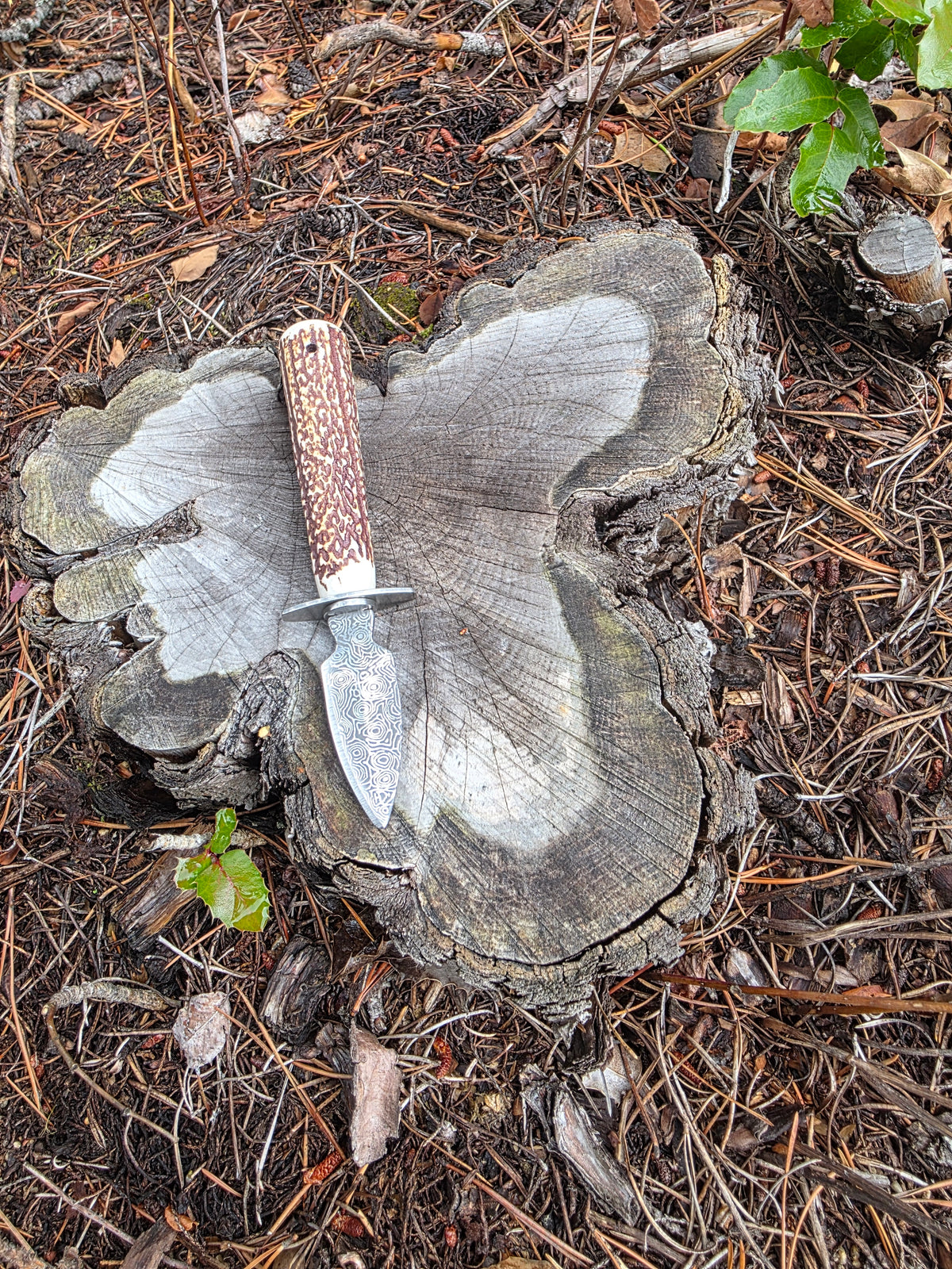 Field & Forage Antler Oyster Shucker