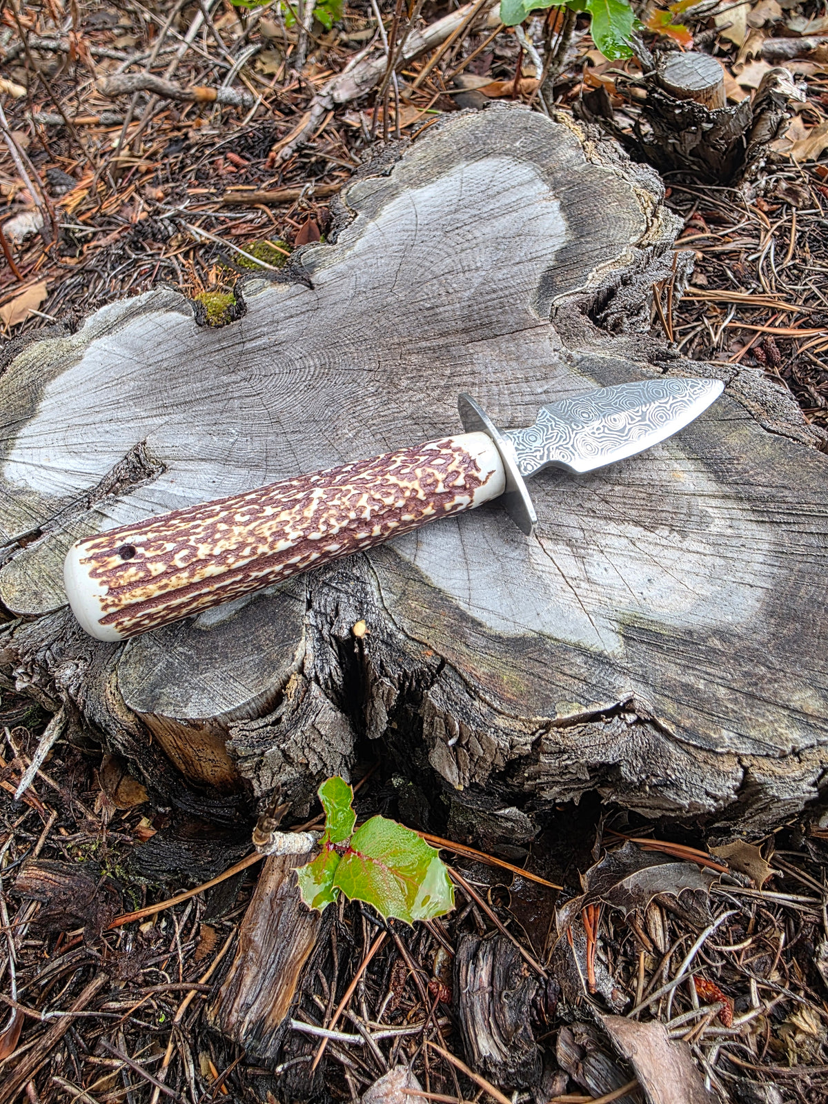 Field & Forage Antler Oyster Shucker