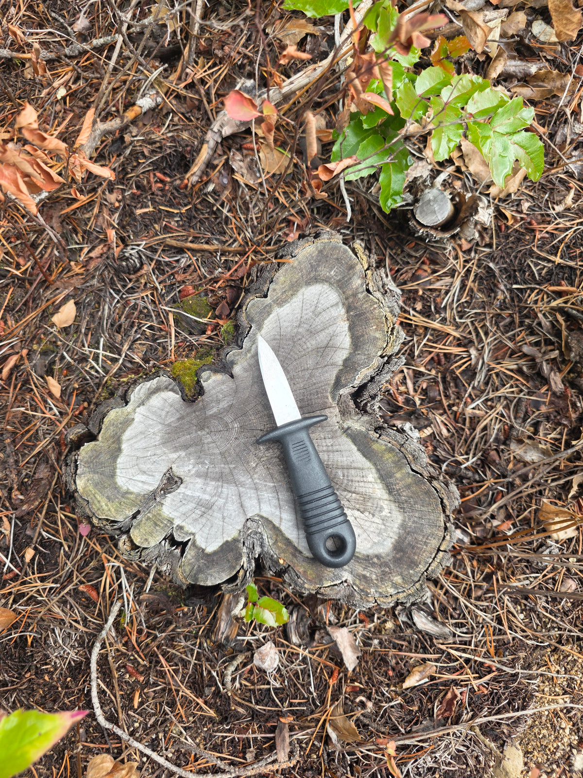 Field & Forage Oyster Shucker